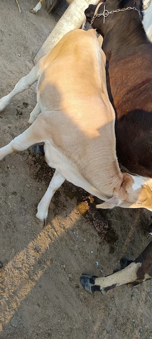 vițel de vânzare 