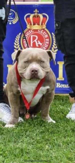 american Bully cu acte - imagine 4