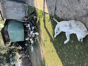 Proprietar vind rațe leșească, tineret de anul acesta 30 buc. - imagine 2