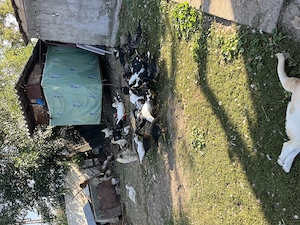 Proprietar vind rațe leșească, tineret de anul acesta 30 buc.