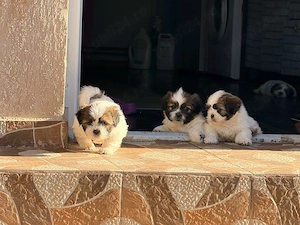 Vând puiuți shih-tzu