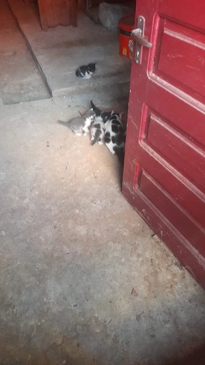 pui de pisică 