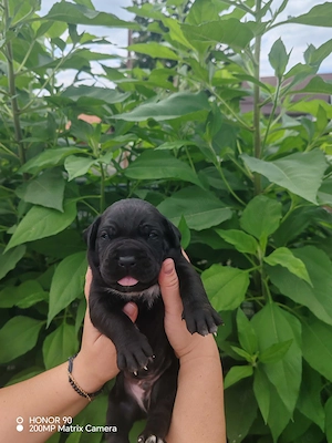 Cane Corso Disponibili Pentru Rezevare  - imagine 4