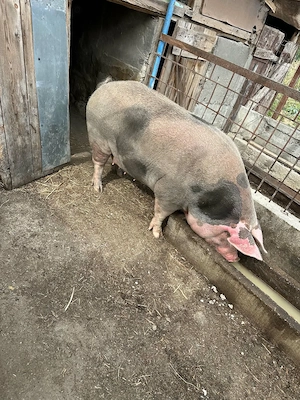 Vând porc rasă de carne 