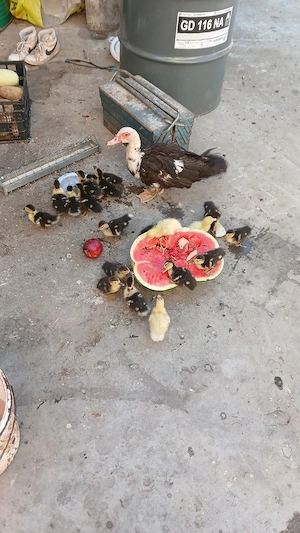 De vânzare pui de rață mută