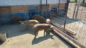 Purcei Duroc, rasa de carne,  50kg