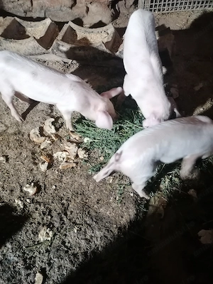 Vor sa schimbe locația 