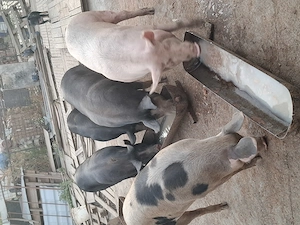 Vand porci de tara