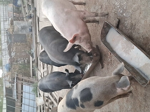 Vand porci de tara - imagine 5