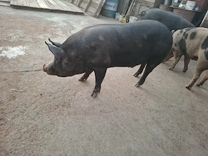 Vand porci de tara - imagine 3