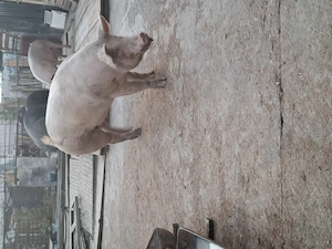 Vand porci de tara - imagine 2