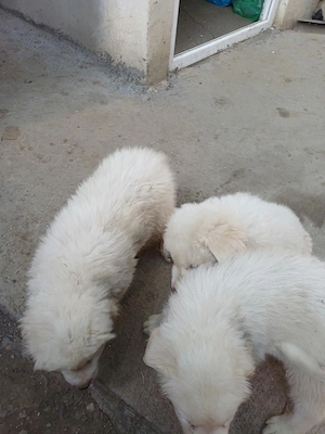 Vând Căței Ciobanesti De Maremma - imagine 2