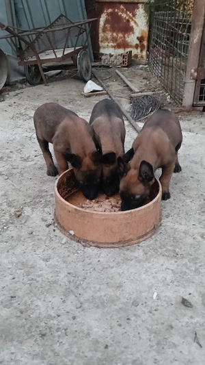 Catelusi malinois - 3 masculi