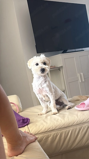 bichon spre adoptie
