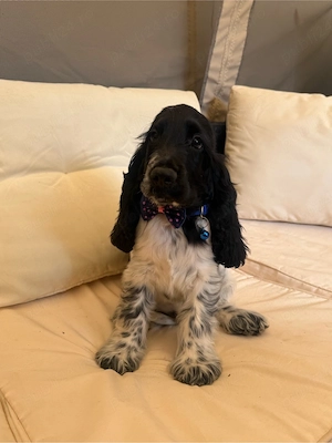 Cocker Spaniel multicolor