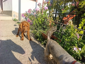 Cocker Spaniel  4-5 luni, vaccinat, cipat, carnet sanatate