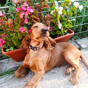 Cocker Spaniel  4-5 luni, vaccinat, cipat, carnet sanatate - imagine 5