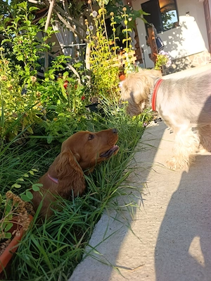 Cocker Spaniel  4-5 luni, vaccinat, cipat, carnet sanatate - imagine 3