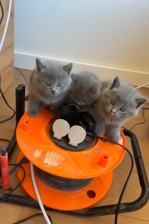 Pisici british shorthair - imagine 3