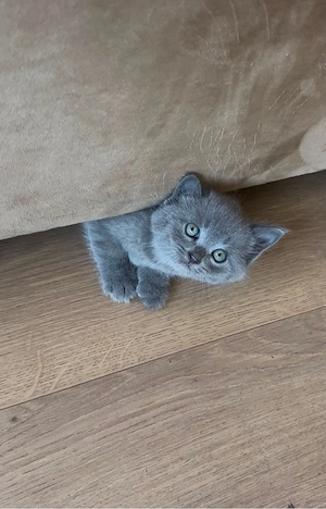 Pisici british shorthair - imagine 4