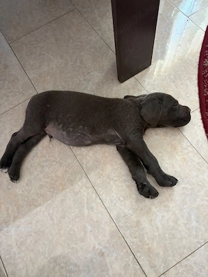 Câine cane Corso de vânzare 