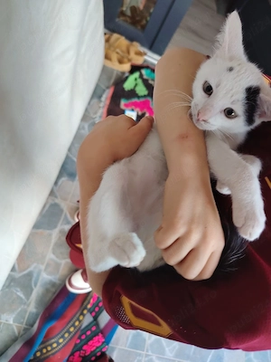ofer spre adoptie 2 pisicute dragute - imagine 4