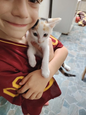 ofer spre adoptie 2 pisicute dragute
