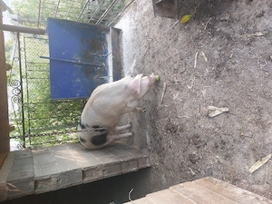 Porc 120 kg