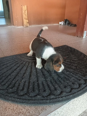 Pui de beagle de vînzare 