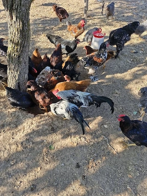 Disponibili cocoșii din primăvară 