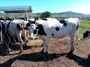 Juninci gestante si vitele Holstein