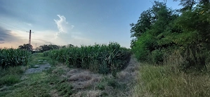 Teren 7200 mp, 34,5 m front stradal, la marginea satului Dumbrăvița, Botoșani - imagine 4