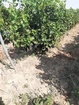 Vand vie in comuna Carligele, Vrancea, Podgoria Cotesti