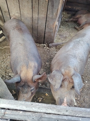 Vând porci durok crescuți în propria gospodărie.