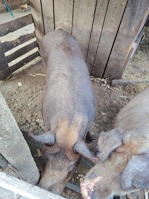 Vând porci durok crescuți în propria gospodărie. - imagine 2