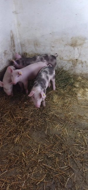 vand porci