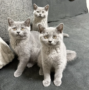 Pisicuțe British Shorthair - imagine 4