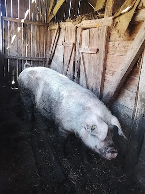 Vând porc tânăr 
