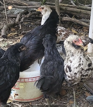 Ameraucana cocosi vanzare