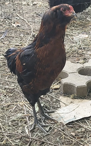 Ameraucana cocosi de vanzare