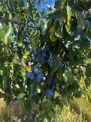 vand prune