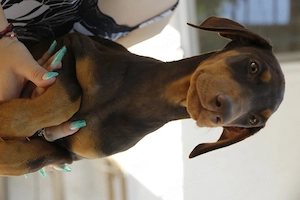 Pui Dobermann nerăbdători în găsirea unor familii iubitoare  - imagine 4