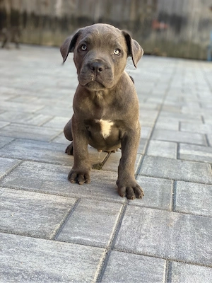 Catei cane corso - imagine 3