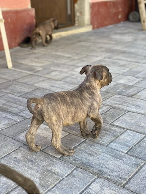 Catei cane corso - imagine 4