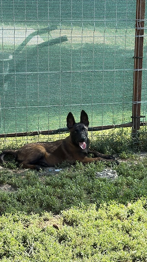 De vânzare Belgian Malinois  - imagine 3