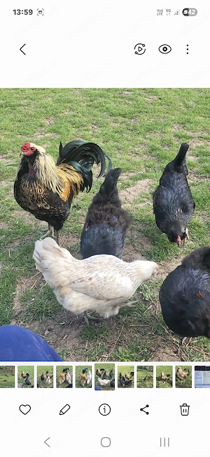 Ameraucana cocosi de vanzare - imagine 4