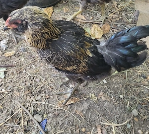 Ameraucana cocosi de vanzare - imagine 3