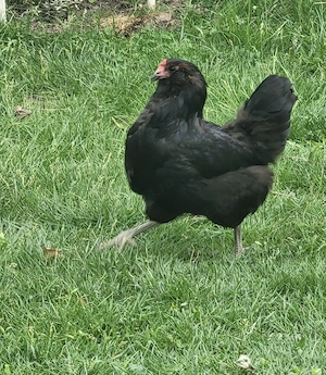 Ameraucana   Easter Eggers cocosi vanzare - imagine 4