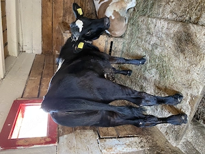 Vând Vitea Metis Angus de 4 luni !!