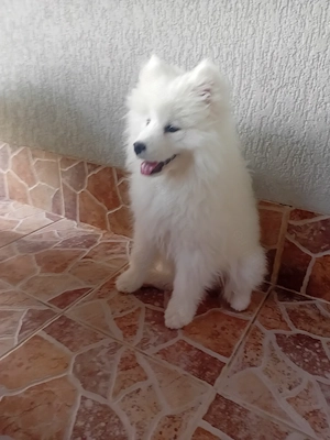 Fetite samoyed pedigree A FCI - imagine 3